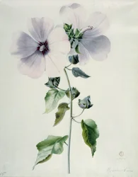Musk Mallow